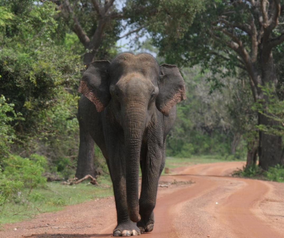 Yala Rich Lodge Тиссамахарама Экстерьер фото