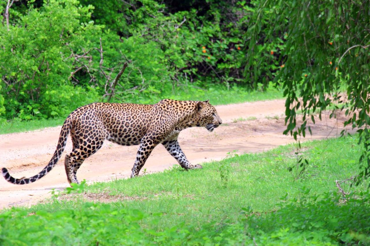 Yala Rich Lodge Тиссамахарама Экстерьер фото